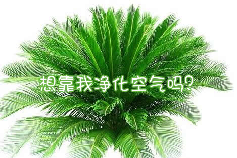 你相信净化空气的室内植物有用吗？