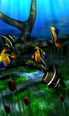 水族馆动态壁纸